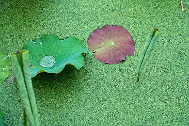 《恐龙小当家》启航测试正式开启，多项游戏内容首次解锁